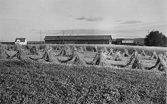 kur